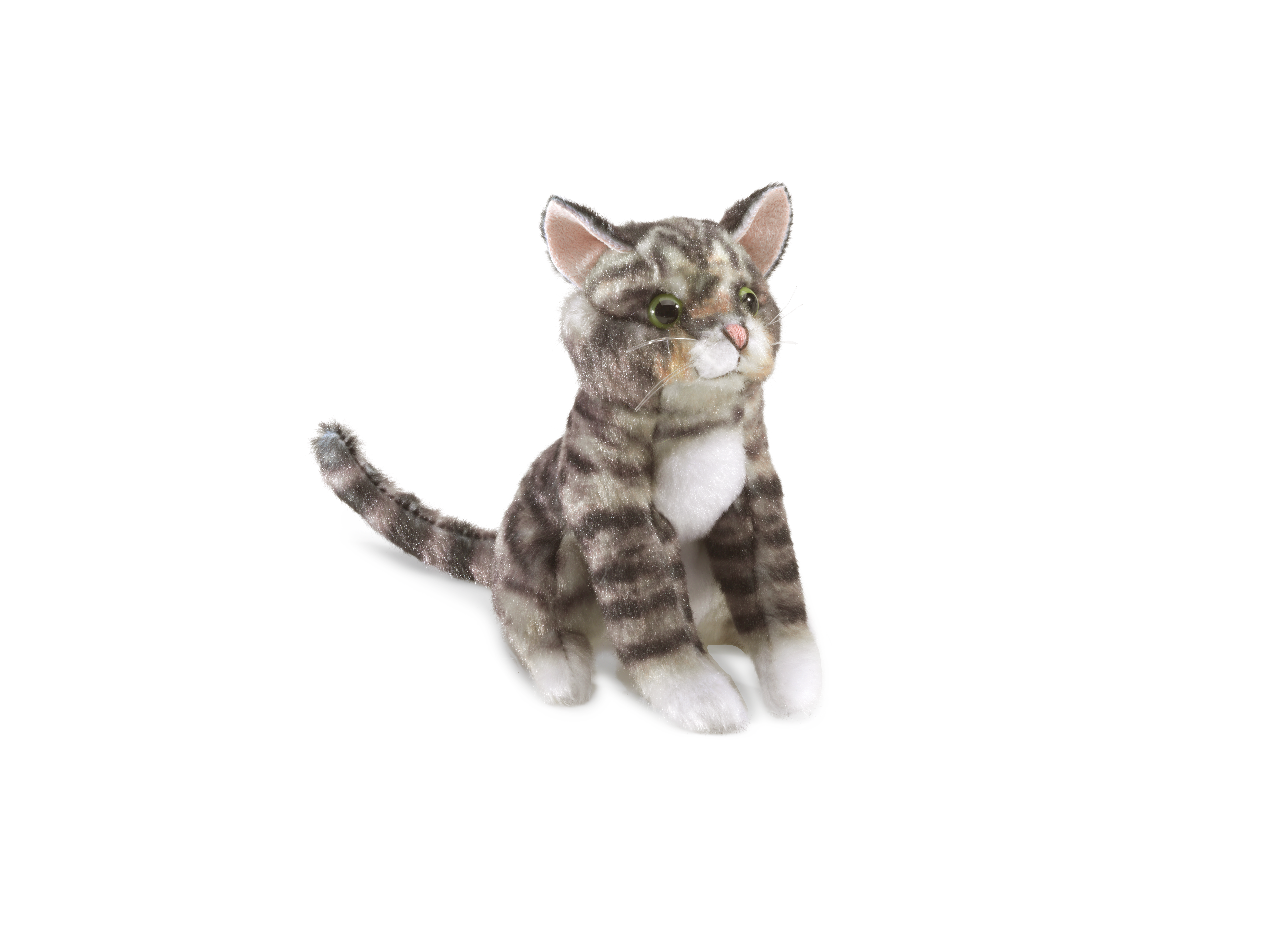 Mini Tabby Cat  