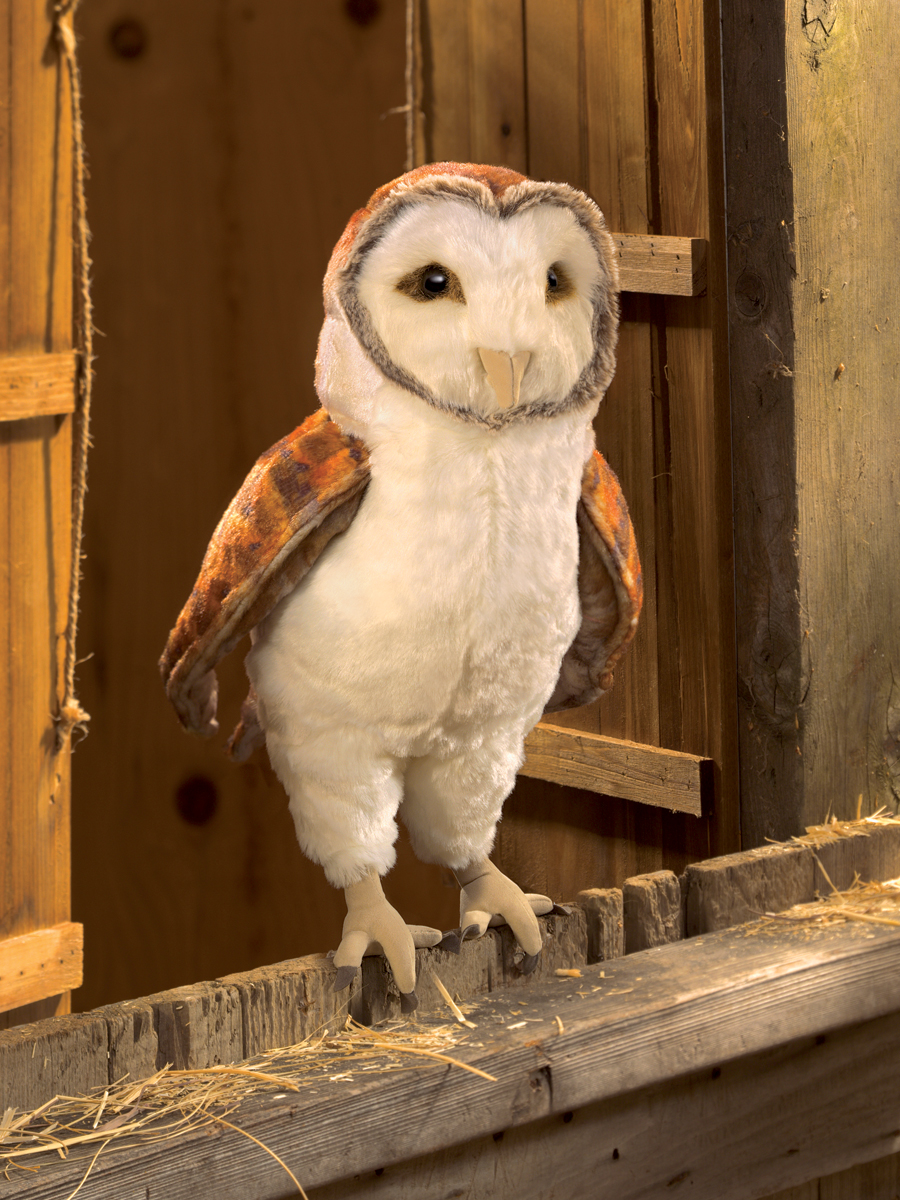 Barn Owl     