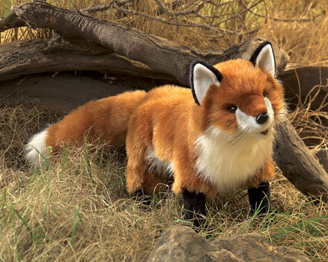 Red Fox      