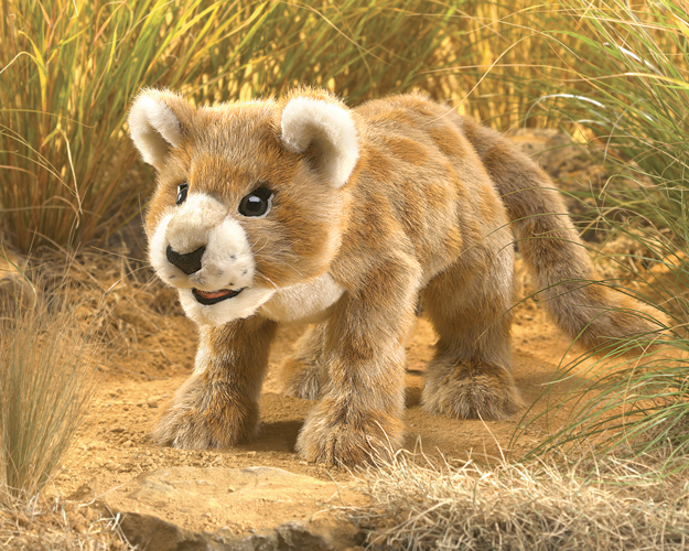 African Lion Cub 