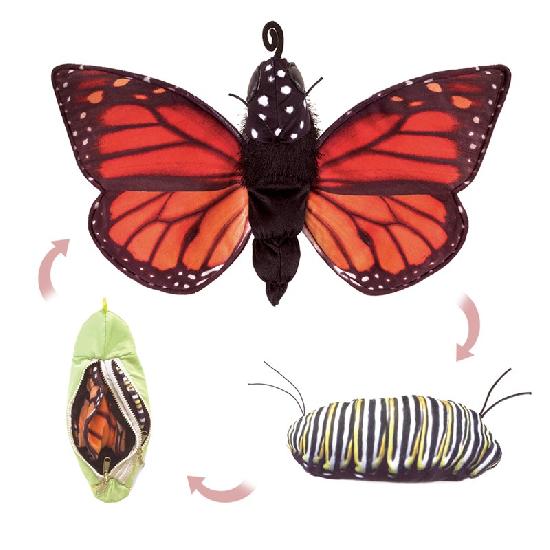 Monarch Butterfly Life Cycle  