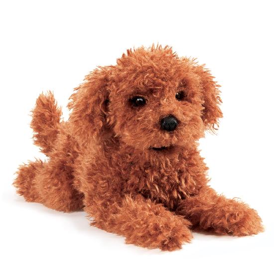 Toy Poodle Puppy  
