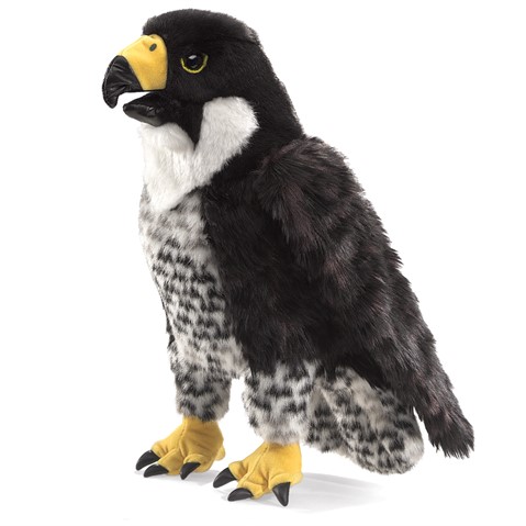 Peregrine Falcon    